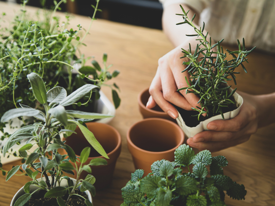 common allergens in house plants