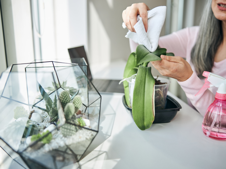 Wipe your plant and get rid of dust